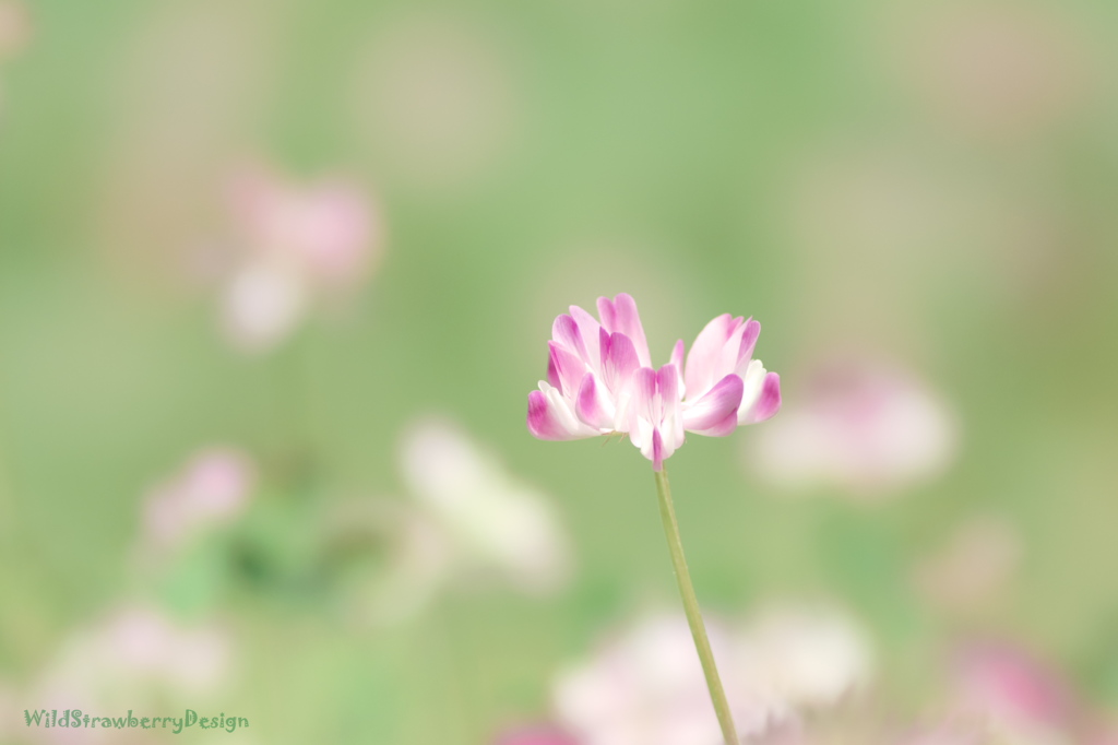 refreshing spring breeze