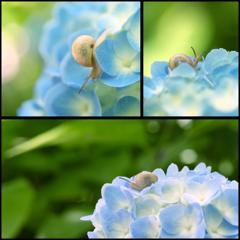 land snail on a hydrangea