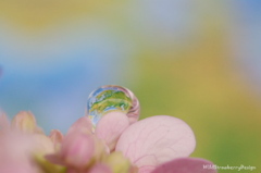 The earth on the piece of a flower