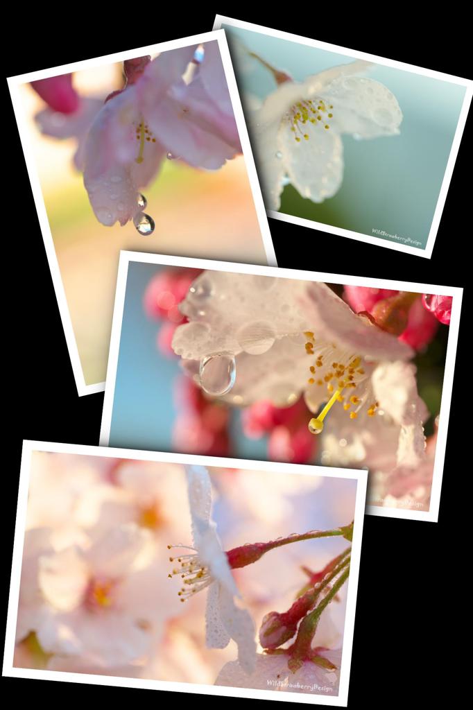 Sakura Drops