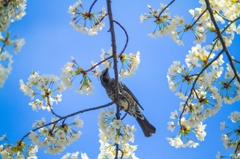 桜蜜を摂るヒヨドリ