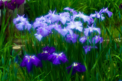 三渓園花菖蒲04