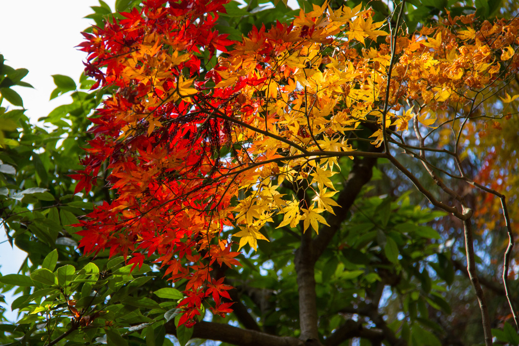 京都竜安寺-5