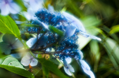 IMGP1229-6