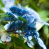 IMGP1229-6