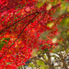 京都　妙心寺退蔵院-1