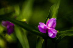大船ＦＣの不明な花