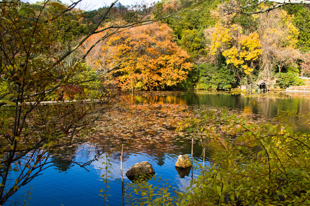 京都竜安寺-6