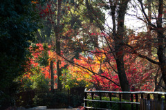京都北野天満宮-7