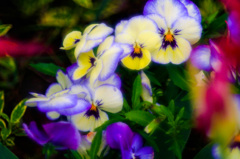 yokohama english garden flower-8