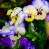 yokohama english garden flower-8