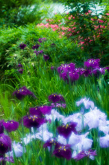 三渓園花菖蒲05