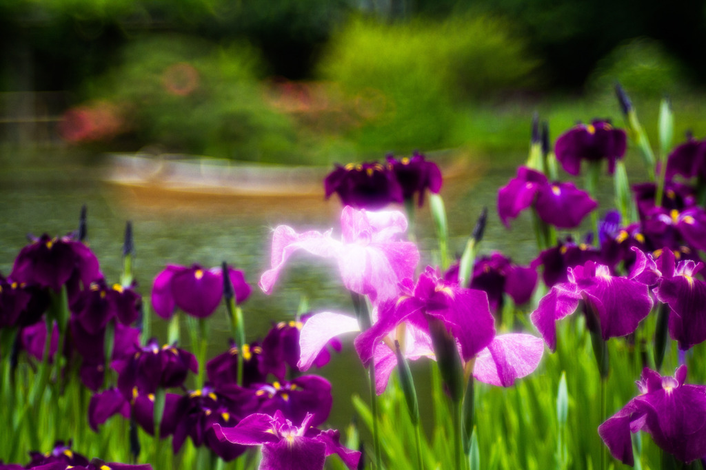 三渓園花菖蒲09