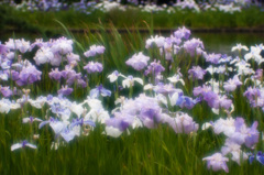 IMGP1208-2