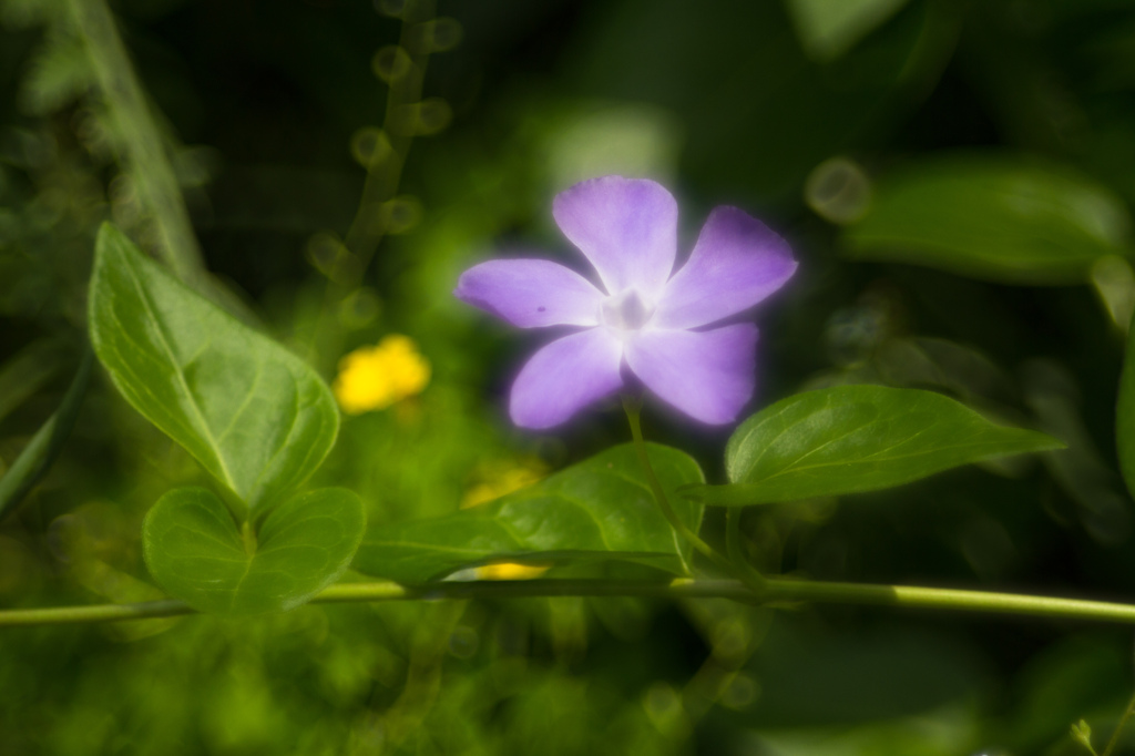 2.花-2
