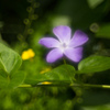 2.花-2