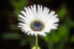 yokohama english garden flower-2