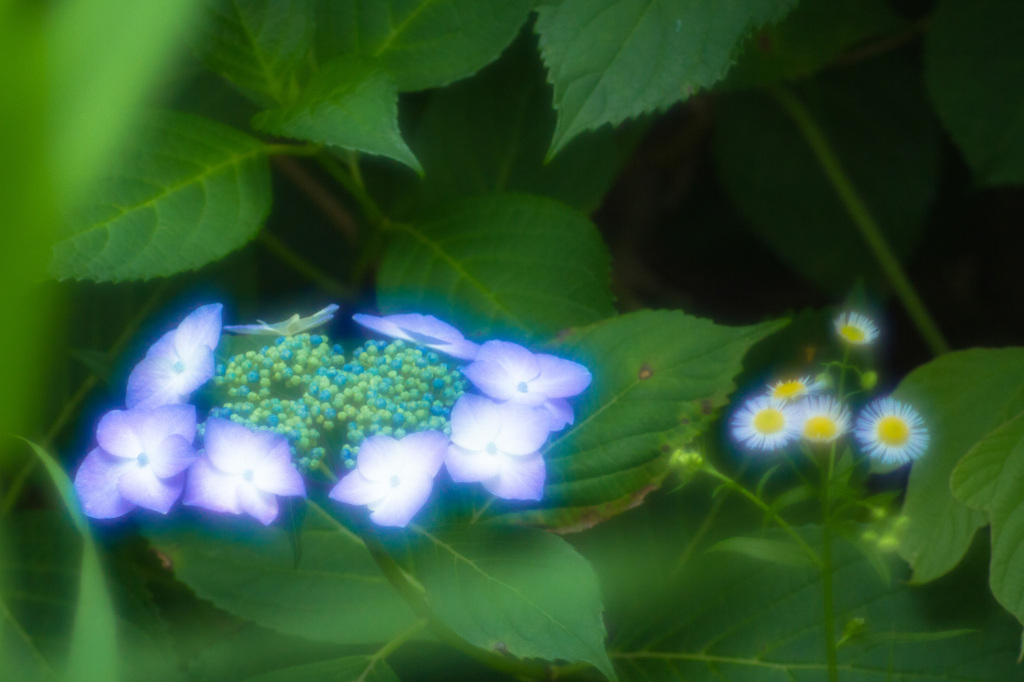 三渓園紫陽花02