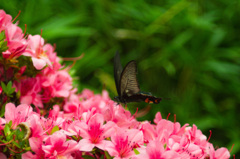 三渓園揚羽+躑躅2