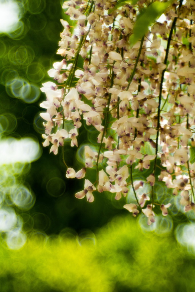 藤の花(白）