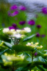 三渓園花菖蒲00