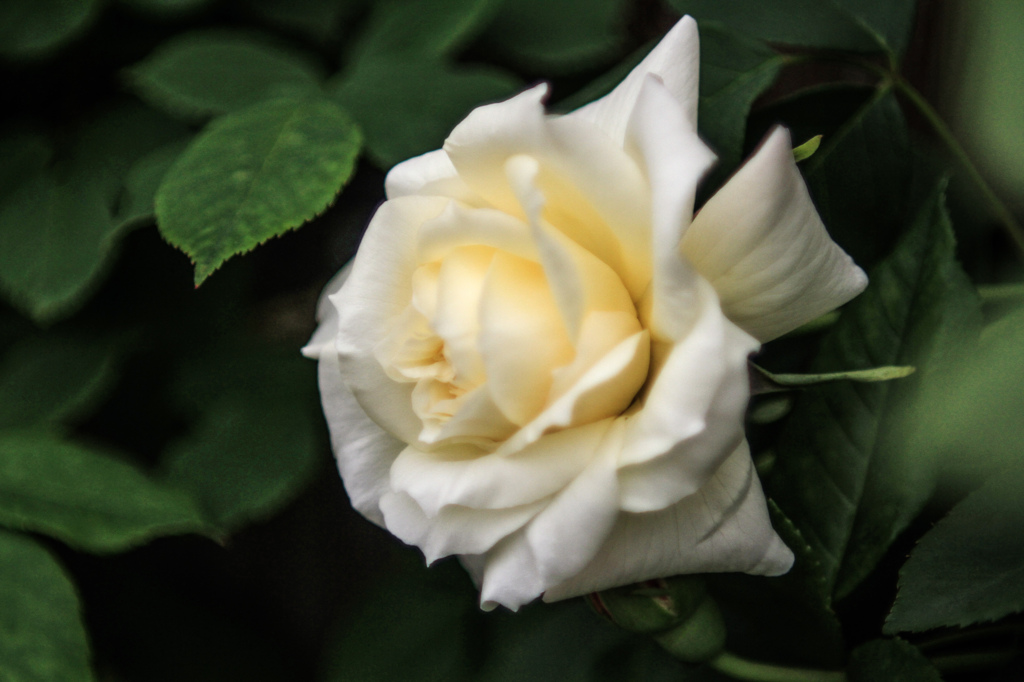 yokohama english garden flower-4