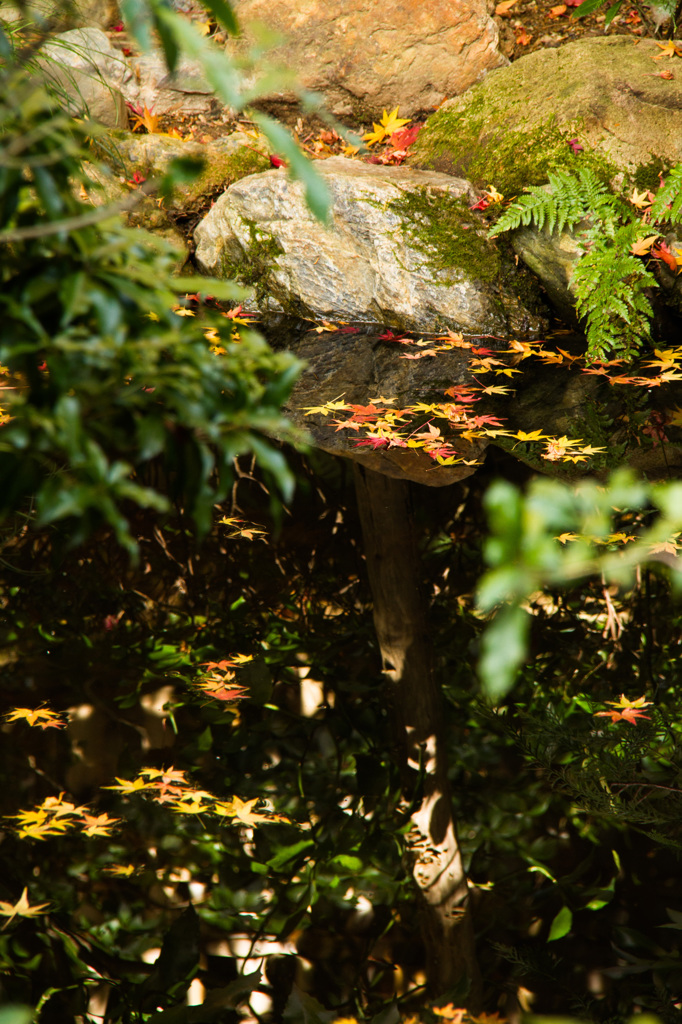 京都竜安寺-3