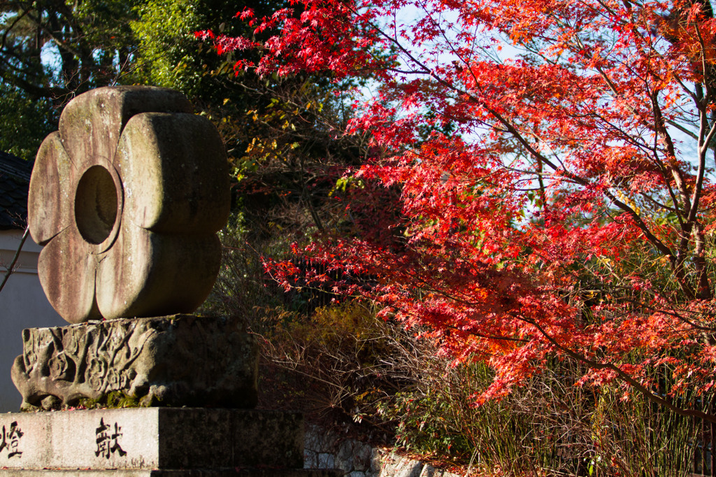 京都北野天満宮-5
