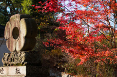 京都北野天満宮-5