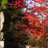 京都北野天満宮-5