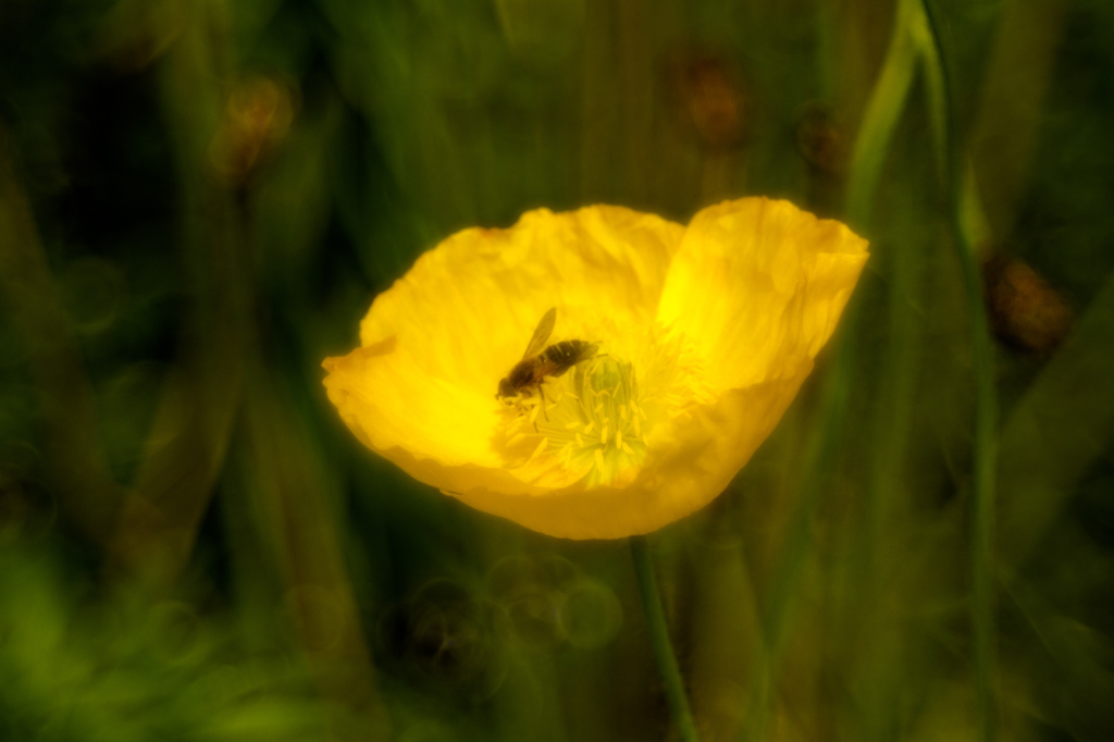 ポピーの中の蜂