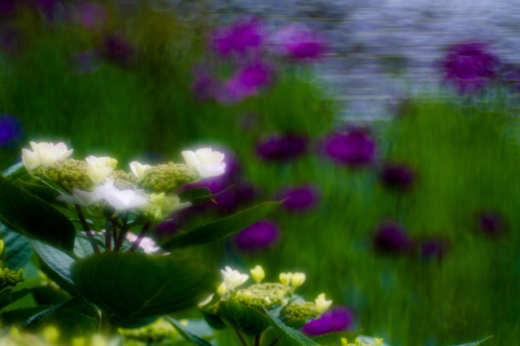 三渓園花菖蒲01