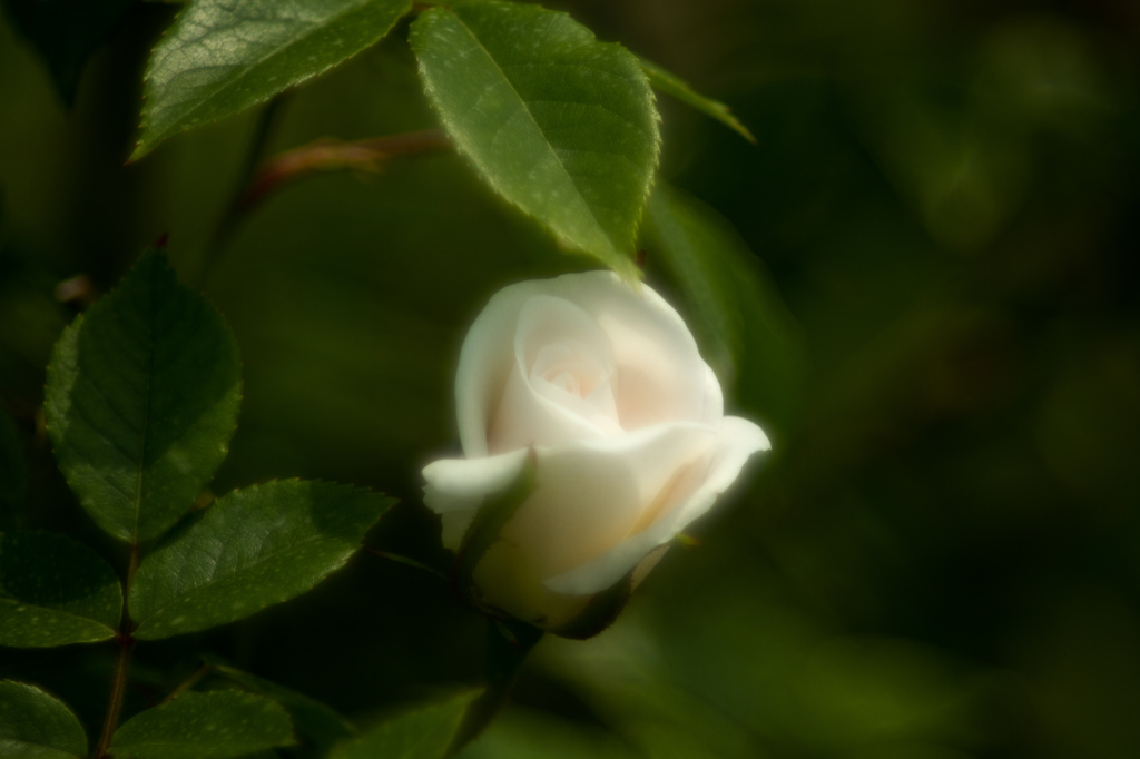 早咲きの薔薇