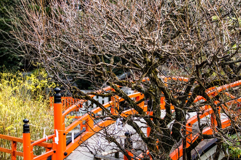 京都下鴨神社-3