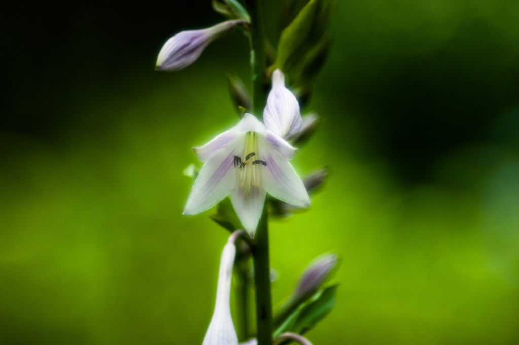 IMGP1183-1