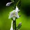 IMGP1183-1