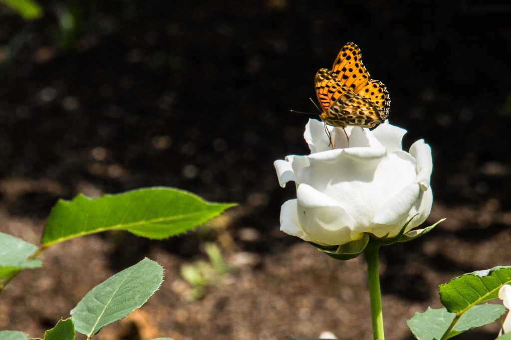 1.蝶（褄黒豹紋）