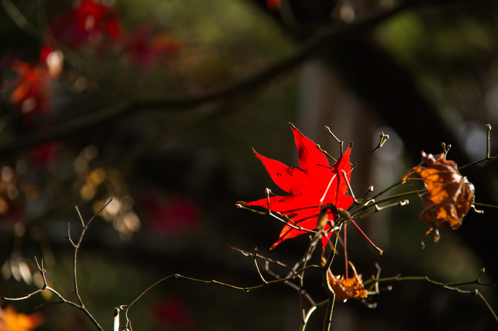 京都竜安寺-4