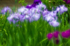 三渓園花菖蒲08