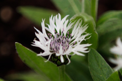 yokohama english garden flower-3