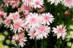 yokohama english garden flower-６