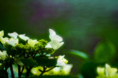 三渓園花菖蒲02