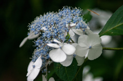 IMGP1234-7