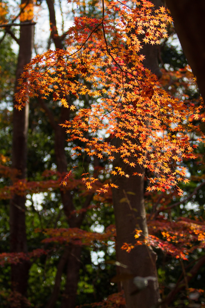 京都下鴨神社-4