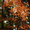 京都下鴨神社-4