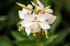 yokohama english garden flower-５