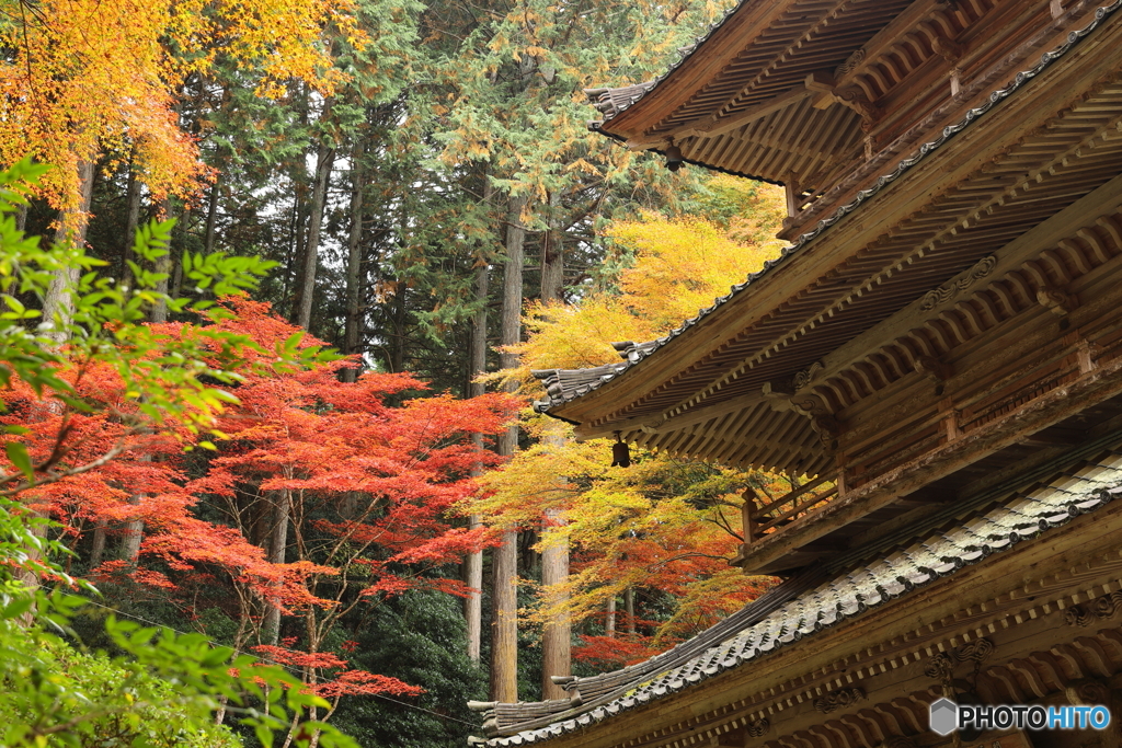 紅葉