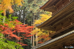 紅葉
