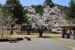 サクラ