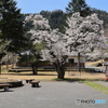 サクラ